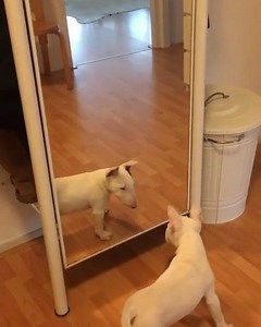 135K views · 2.3K reactions | Phoebe.s.World on Reels | Facebook