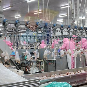 [Hot Item] Halal Chicken Slaughter Machine Poultry Slaughter Line Chicken Slaughter Equipment Poultry Processing Line