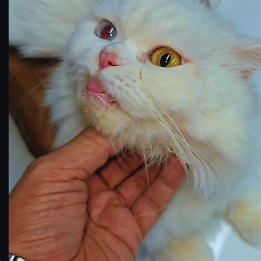 Ivy Dental extraction of decayed tooth performed. He is doing fine now, MashaAllah 😊🐈 | Surgvet PETS Hospital