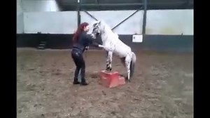 Cutest Pony Training | Passion for beautiful Horses.