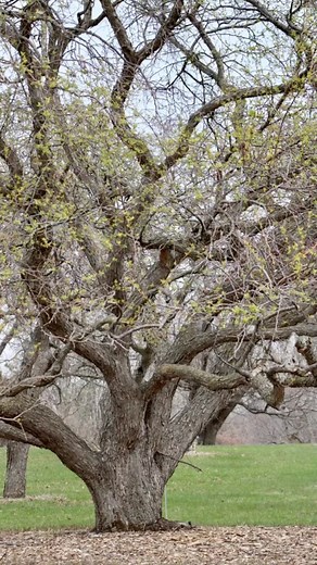 2K views · 41 reactions | The Arboretum is delighted to celebrate...