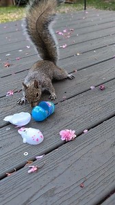 Everyone gets an Easter Egg! #easter #squirrel #backyard #critters #reels #fbreels #feeding #peanut #egg #eastereggs #easteregg #chippy | Brian Stone