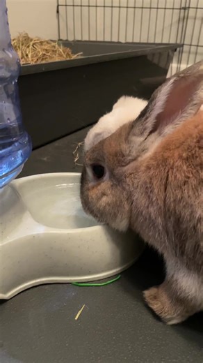 1.7K reactions · 44 shares | Have you ever seen a bunny squeak??凉 #bunnies #petsofinstagram #viral #animals | Thumper & Bliss | Facebook