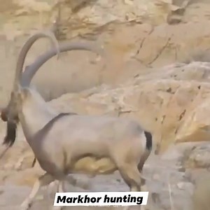 Ibex | Markhor Hunting
