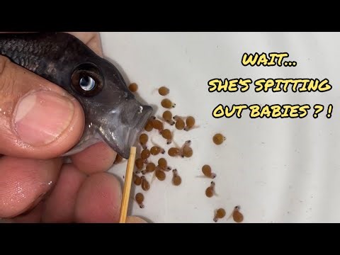 Mouthbrooding Miracle! Kadango Cichlid Releases Dozens of Babies (Rare Footage)