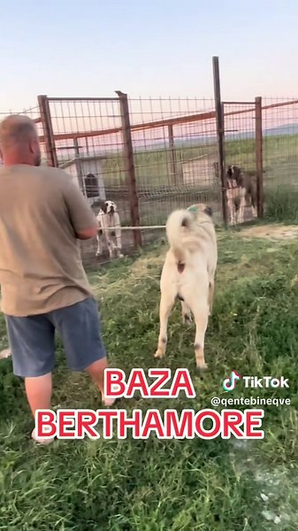 QENT E BINEQVE (@qentebineqve)’s videos with original sound - Koray 🏴 - VermaledeitMMA