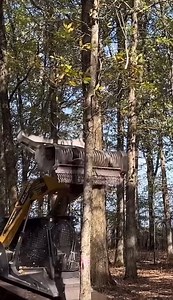 Modern machine crushing tree fast | Giant Machine