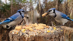 3.3K views · 426 reactions | Look at him go! Thanks for helping me spoil the wildlife!  He's absolutely demolishing the high-end pecans and walnuts sent from the Critter Cam wish list. He clearly approves of the gourmet selection! 樂" The Nut Fund SPOIL THE CRITTERS HERE: WALMART https://www.walmart.com/.../4d856ae1-9eeb-466f-981e... AMAZON https://www.amazon.com/hz/wishlist/ls/2ZLU1RPRSKBR6... Premium fuel for the Critter Cam's most dramatic performers. | Critter Cam | Facebook