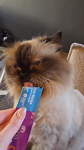 We set off from Villaroger in France, up through the mountain pass to cross the border to Italy. Then through Aosta and straight down to Piemonte to stay in Cremolino at Nordelaia. Around 4 hours of driving with the girls but we had a couple of pit stops and they settled straight into the hotel when we arrived #travellingwithpets #petfriendly #adventurecat #piemonte #europeansummer | Munckin Stevie | Facebook