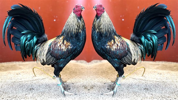 24K views · 1.3K reactions | Triad Farm in Hawaii No Fowl For ILLEGAL Purposes Video Content In This Farm Just For Breeding, Show and Preservation Purposes #chicken #chickenfarm #breeder | Ayam Philipin | Facebook