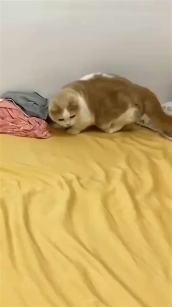 😍😍😍 | Kitty 1st