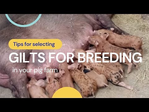 Selecting BREEDING Gilts for your Pig Farm|| PEMA pig Farm