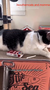 10K views · 308 reactions | How do it work _R_001 #3southern #kristicates #fblifestyle | Jasmine And Dapper | Facebook