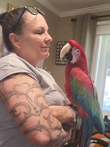 96K views · 254 reactions | Smooches, French, European, what is your favorite bird kiss? #davethegw | Baby Banks and The Zen Zoo | Facebook