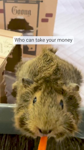 When a shiny guinea pig steals your heart and your wallet 😍💸#MoneyPitPets#ShinyThings . . . . . . . #guineapig101#guineadad #guineapigdaily #guineapigbabies #guineapigfun #guineapigfood #guineapiggoftheday #cavylife #guineapiggies #guineapigmoment #pocketpet #guineapigfamily #iloveguineapigs #guineapigcare #guineapiggie #cuteguineapig #guineapigoftheday #guineapiglovers #guineapigmom #guineapiglove #cutepets #cuteanimals | GuineaDad