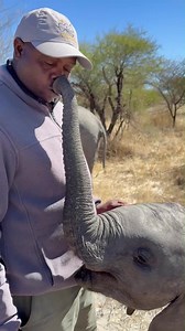 Eating and kissing at the same time!? Only Joy could pull off such a feat! An elephant's trunk is an incredible organ, full of muscles. It takes baby elephants months of practice after birth to learn how to use it. Joy seems to have mastered hers and is now using it perfectly, especially for showering love through those sweet kisses! Our orphaned babies are so happy to be here, and their joy is possible because of the continuous support you give them. Thank you for helping us make moments like t