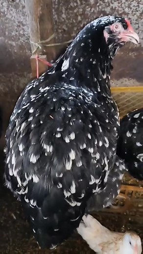 Brahma chickens are often dubbed the "King of Chickens" for their colossal size. They tower above most other chicken breeds, with mature Brahma roosters reaching a weight of 12 to 18 pounds and hens averaging between 9 to 12 pounds. #baxkyardchickenfarming #reelsviralシ #chcikenfarming #reelschallenge #camarinesnativechicken #camarinesnativechicken #optimistfarmer #farmmanagement #livestockconservancy #organicfarming #SustainableLiving | Cyan & Jiyah Free Range Chicken