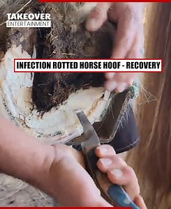 Hoof Abscess Bursts! | TakeOver Entertainment