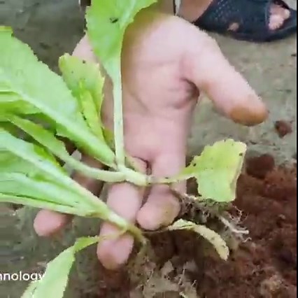 4.9K views · 120 reactions | Amazing Farming ideas for Your Home & Garden | Daily Post | Facebook