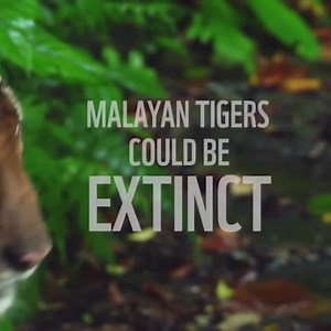 Their existence is severely threatened by poaching and the illegal wildlife trade, habitat loss due to deforestation and fragmentation, as well as overhunting of the tigers' main prey. | WWF-Malaysia | Facebook