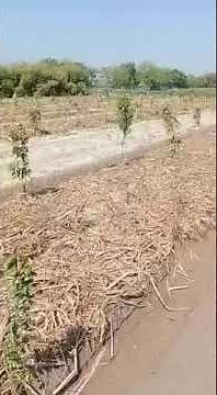 OAP Model on PQNK, planted 1700 plants in approx 2 Acre plus space for crops