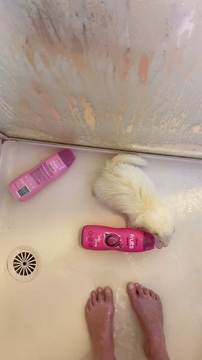 Escoose me granmamma, but I didn’t say you could borrow MY shampoop! 🤨-Basil . . . . . . #ferret #stealing #shampoo #shower #pet #thief #cuteferret #furet #ferretlife #instaferret #ferretmom #lifewithferrets #cheeky #pets | tivapeterpan