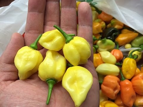 2015 Super Hot Peppers Growing Season - Ep. 17 - Harvest Time
