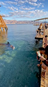 3.8K views · 249 reactions | We will be even better! . By @danagonda | Dolphin Reef - Eilat | Facebook