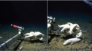 Surpriza din adâncurile oceanului: Alicella gigantea, „monstrul” despre care credeam că e rar este, de fapt, peste tot