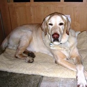 My Dog Has Megaesophagus