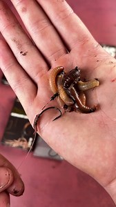 🪱 KEBAB ANYONE ❓🪱 THE WORM KEBAB RIG 🪱 It’ll literally work EVERYWHERE thanks to and made easier with the ever popular ONE MORE CAST WORMURAI SPRIG STOP KIT - available from omctackle.com & #omctackle stockists! 🎥 @joshcranie . . #onemorecast #omc #omcfamily #carpfishing #fishing #carpy #carp #carprigs #thatscarpy #bigcarp #krapfen #karpfen #karpfenangeln #peche #pechecarpe | Ali Hamidi Angler