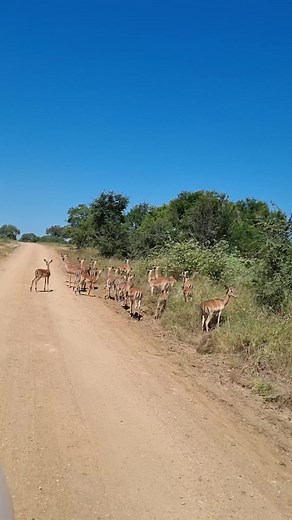 28K views · 873 reactions | Herd of impala, biggest meat supplier to the predators of the African Bush Kingdom #safari #krugersightings #bush #animal #AfricanBushKingdom #LiveYourWild #wildlifephotography #wildanimals #wild #sanparks #naturelover #travel #wildlife #borntobewild #nature #wild #sanparks #impala | African Bush Kingdom | Facebook