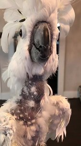 Warning Graphic Language. Lucky Lou was so mad that Coco shoved her off my knee. She blamed it on me!!! | Lucky Lou and Coco Too