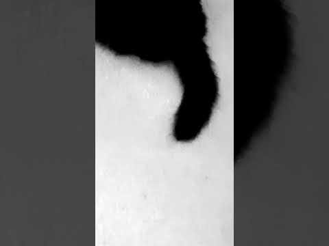 Decades of lies and greed.These are chronic immune system diseases, get a clue"