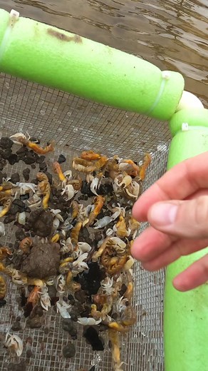 Ghost Shrimp will make the difference in early spring! This is how I keep them on the hook 🦐#surffishing #beachfishing #shrimp | Phil Hollandsworth