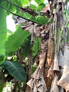 Shavar Ross on Reels