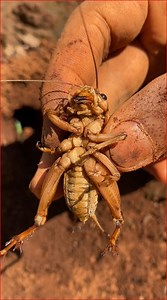 19K views · 118 reactions | Finding and catching crickets in deep hole for food | NaturalLife IQ | Facebook