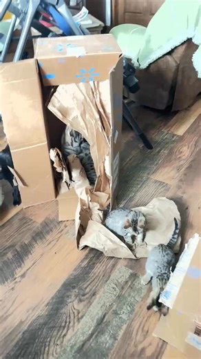 Who needs toys when you have walmart boxes :) | Lakota Times