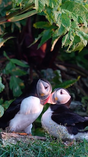 1.7K views · 120 reactions | Puffin love… puffins showing affection....