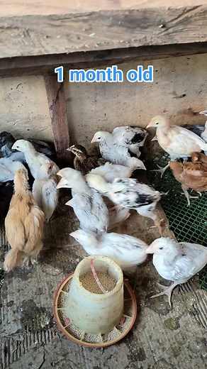 Native Chicken #policefarmer | Romz Vlogs