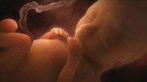 Conception to birth: Visualised