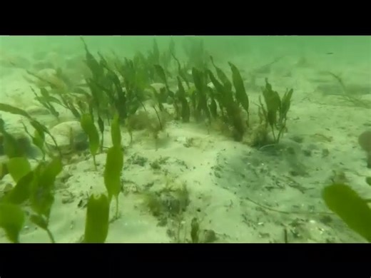 Return of the Clam. Hard clams released at 24 seagrass-hard clam 8m-by-8m plots. | Myfwc Fish and Wildlife Research Institute
