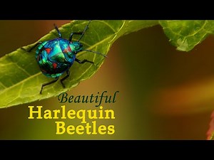 Beautiful Harlequin Beetles of Australia