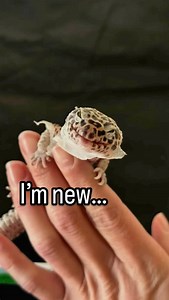 This leopard gecko named Toffee was surrendered this morning. Unfortunately & fortunately I am no stranger to eye issues in leopard geckos. These issues are usually caused by a vitamin A deficiency. Toffee’s previous owner was dusting his bugs with calcium however did not give a multivitamin. Many reptile multivitamin supplements offer vitamin A in the form of beta carotene, which these guys cannot process. You all know I love my Repashy products - I use and recommend Repashy Calcium Plus for le