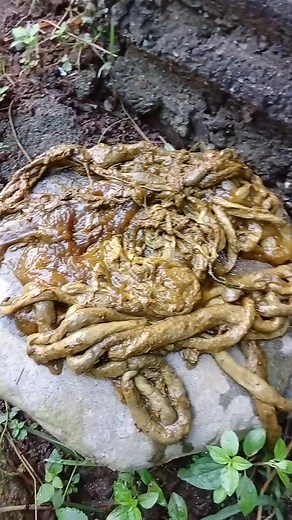 Exploring Earthworms in Their Natural Habitat