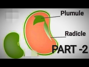Radicle & Plumule (Seed technology)