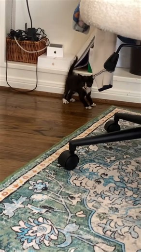 6.8K views · 414 reactions | Mango is officially the crazy one of the bunch  I introduced the kit...#catloversclub #cat #cats #catofinstagram #catoftheday #catlover #catsagram #catlovers #cat_features #catlady #catlife #catlove #catsgram #cutecat #cutecats #cutest #meow #kittycat #topcatphoto | The World Cat Foster | Facebook