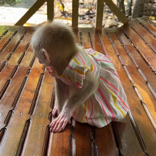 Chichi Stand 2Leg With Two Hand Like Statues Eager To Eat Yogurt | Tv Show