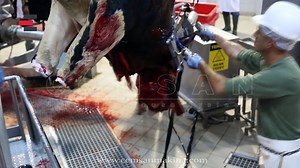 CEMSAN SLAUGHTERHOUSE SYSTEMS (CEMSAN MEZBAHANE SİSTEMLERİ)