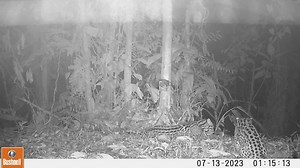2.5K views · 74 reactions |  Ocelots, known locally as tigrillos...